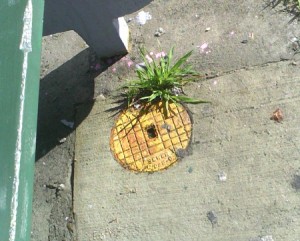 A plant growing in the middle of a drain.