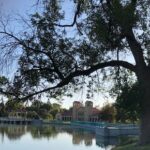 A large tree in front of the water