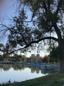 A large tree in front of the water