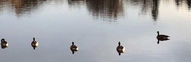 Two ducks swimming in a body of water