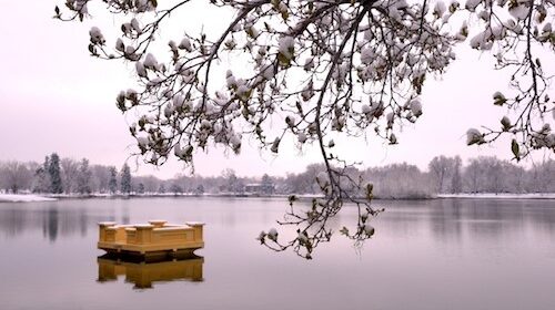 A boat floating on the water near a tree.
